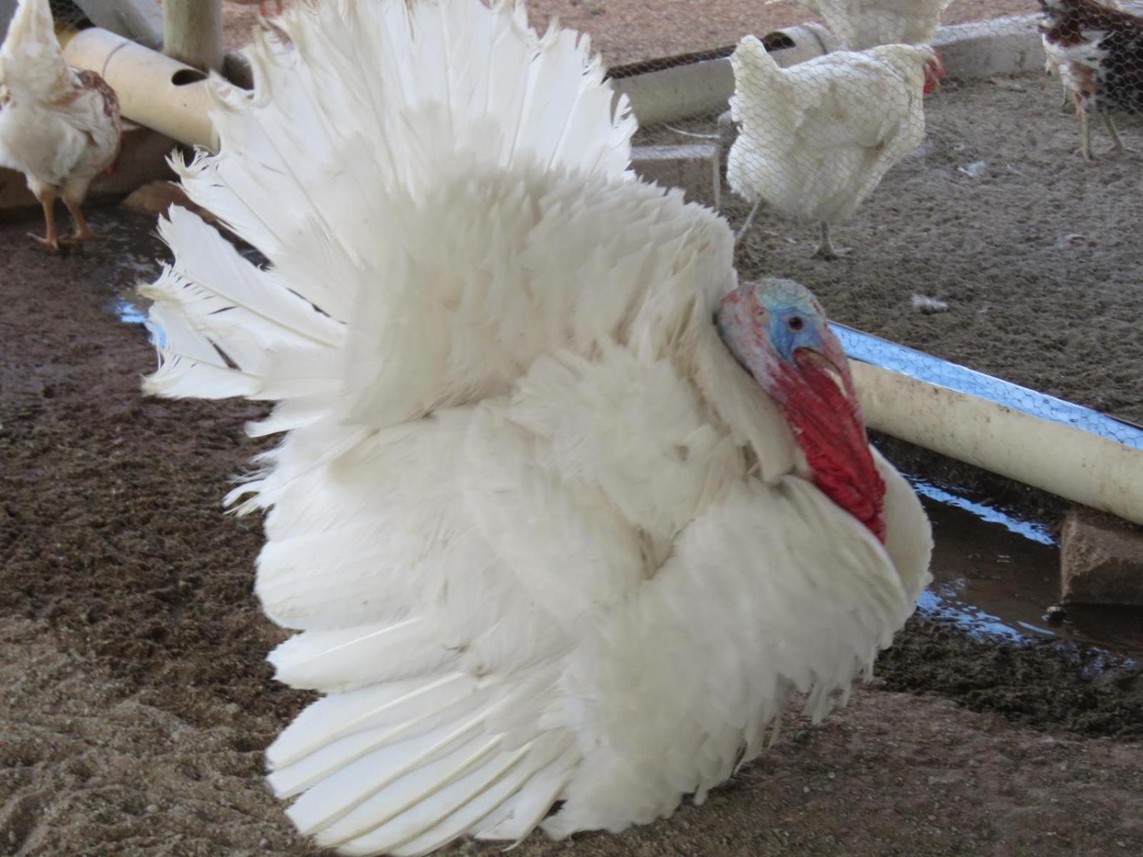 Tropic Of Capricorn Guest Farm 호텔 Rehoboth 외부 사진